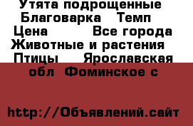 Утята подрощенные “Благоварка“,“Темп“ › Цена ­ 100 - Все города Животные и растения » Птицы   . Ярославская обл.,Фоминское с.